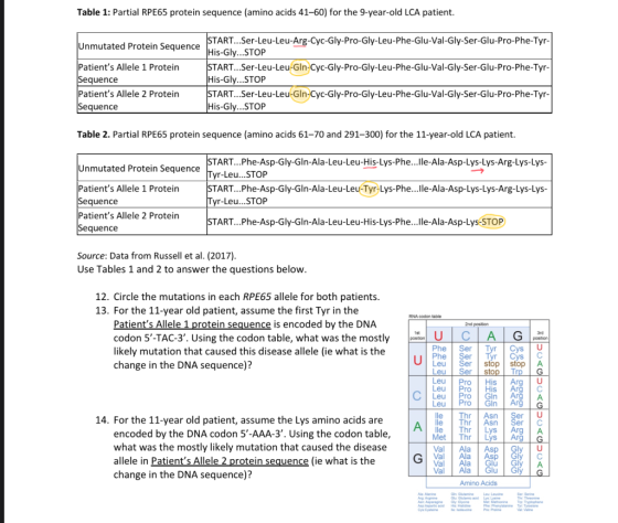 Table 1: Partial RPE65 protein sequence (amino acids 41-60) for the 9-year-old LCA patient. Unmutated Protein Sequence Patien