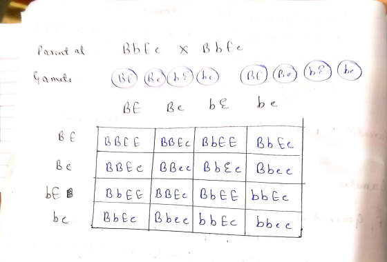 Parent al Bbte ХВЪ(с (be Gamete ВО (8) »?) (с (GC) (в.) ( ВС Вс. be be BE 3398 ДЕВЬЕ С ВЬЕ. be ВВЕe | ВВес ВЪВье bEB ВЬЕe | В