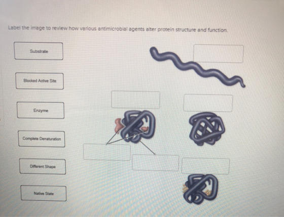Label the image to review how various antimicrobial agents alter protein structure and function protein structure and functio