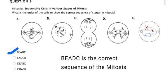 QUESTION 9 Mitosis: Sequencing Cells in Various Stages of Mitosis What is the order of the cells to show the correct sequence