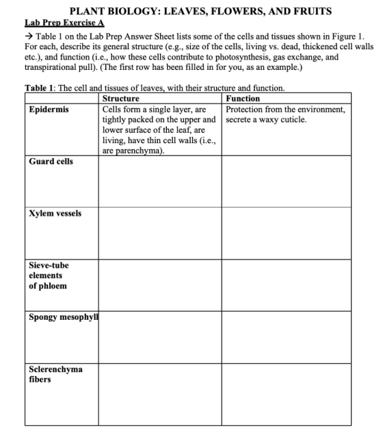 PLANT BIOLOGY: LEAVES, FLOWERS, AND FRUITS Lab Prep Exercise A → Table 1 on the Lab Prep Answer Sheet lists some of the cells