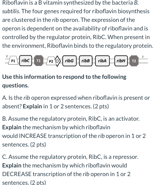 Riboflavin is a B vitamin synthesized by the bacteria B. subtilis. The four genes required for riboflavin biosynthesis are cl