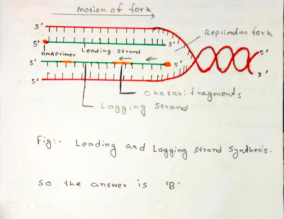 motion of fork 3. TTTTTTTT Replication fork RNA Primer leading strand 3 TTTTTTTTTTTT L okazaki fragments L Lagging Strand fi