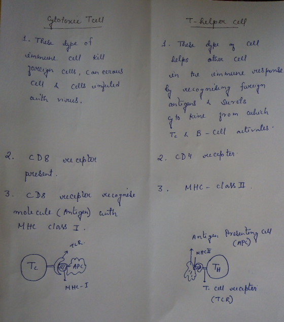 toforee Telu T-helper celp Call uinmuri cell kil Bales ofur Cell ertud auth vinus. on to kime om cubuch sant る. MHC-closs 끄 o
