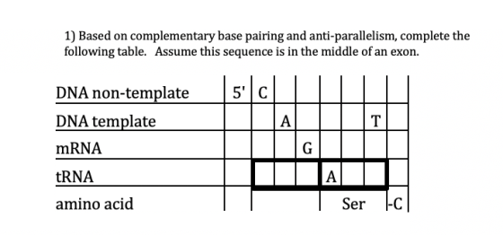 1) Based on complementary base pairing and anti-parallelism, complete the following table. Assume this sequence is in the mid