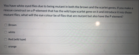 You have white eyed flies due to being mutant in both the brown and the scarlet genes. If you make a rescue construct on a P-