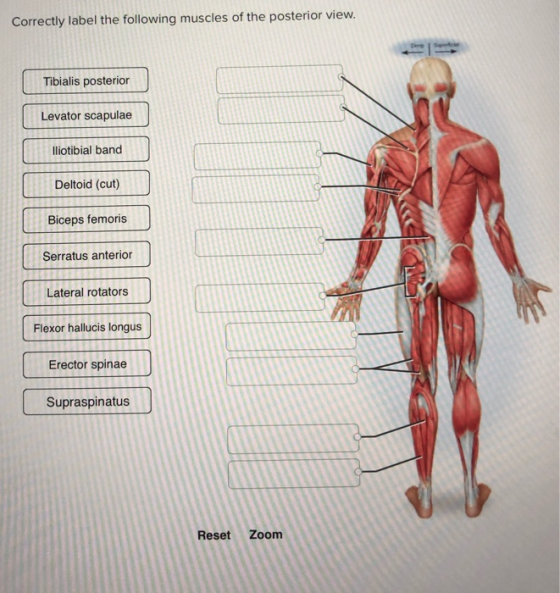 Correctly label the following muscles of the posterior view. Derec Tibialis posterior Levator scapulae lliotibial band Deltoi