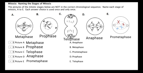 Mitosis: Naming the Stages of Mitosis The pictures of the mitotic stages below are NOT in the correct chronological sequence.