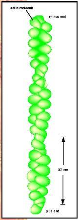 actin molecul minus ond 37 m plus o nd