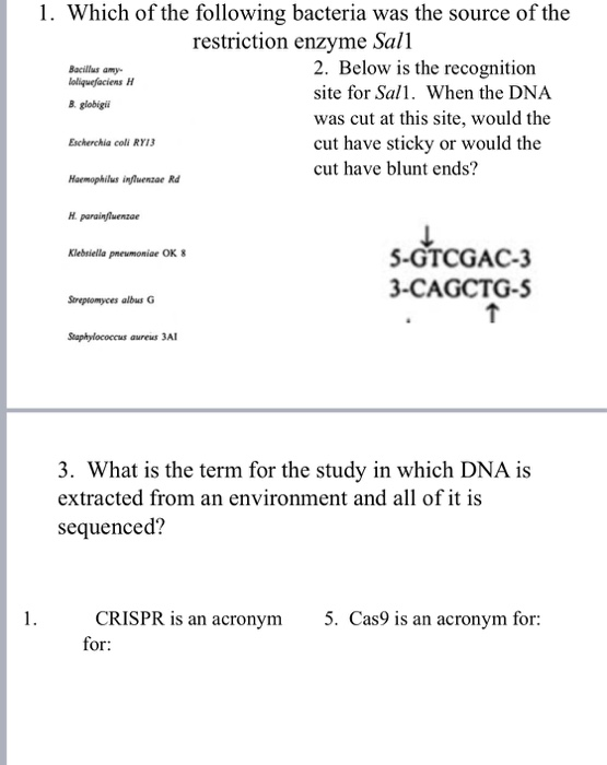 Bacillus amy 1. Which of the following bacteria was the source of the restriction enzyme Sall 2. Below is the recognition lol