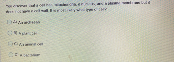 You discover that a cell has mitochondria, a nucleus, and a plasma membrane but it does not have a cell wall. It is most like