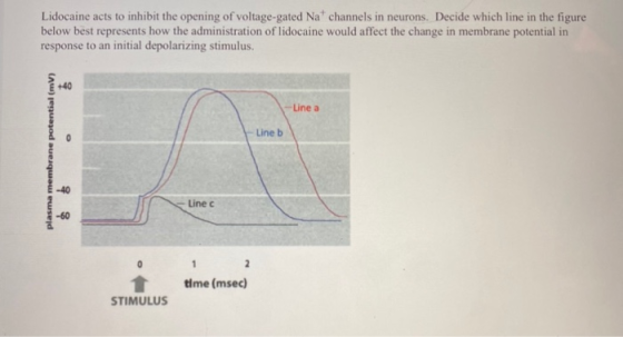 Lidocaine acts to inhibit the opening of voltage-gated Nat channels in neurons. Decide which line in the figure below best re