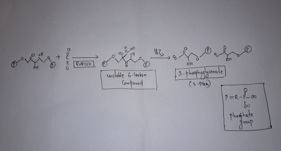 OH 9 + ou so over kona -O-Holloo halo CH IRUDISCO unstable 6-laerbon Compound 13- phosphoglycerate (3-PGA) P=R-P-00 60 Phosph