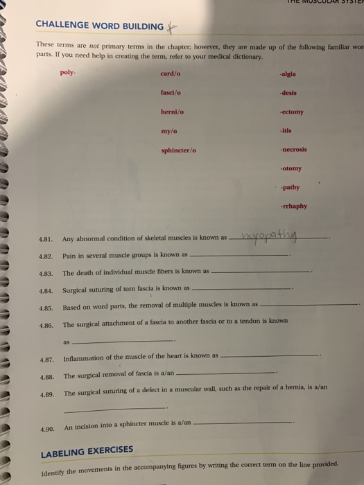THE MUSCULAR 51512 CHALLENGE WORD BUILDING These terms are not primary terms in the chapter; however, they are made up of the
