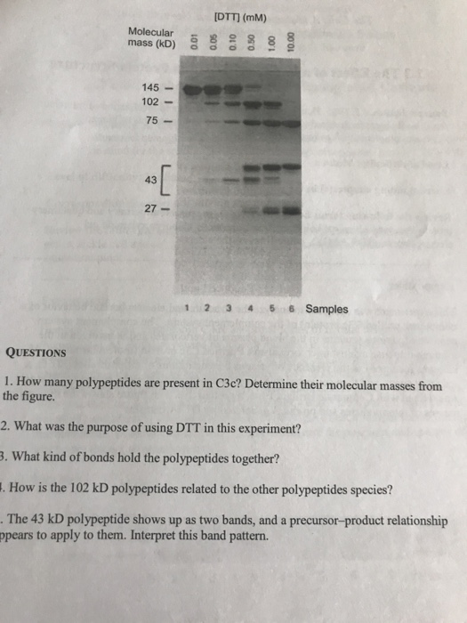 IDTTI (mM) Molecular 8 8 mass (kD) oao 8 145- 102- 75- 43 27- 1 23 46 6 Samples QUESTIONS 1. How many polypeptides are present in C3c? Determine their molecular masses from the figure. 2. What was the purpose of using DTT in this experiment? . What kind of bonds hold the polypeptides together? . How is the 102 kD polypeptides related to the other polypeptides species? The 43 kD polypeptide shows up as two bands, and a precursor-product relationship ppears to apply to them. Interpret this band pattern.