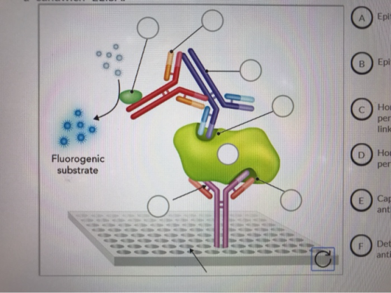 Ho! per link Fluorogenic substrate Hot per Сар ant Det anti