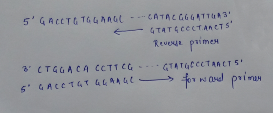 5 GALLTU TG URAGE 5 GAccTC T44 AA4C ---- CATAC GGG АTT4A3 — ЧТАТqcccT.AACT 5* Reverse primen atat accetanets 3° ста<A CA cc