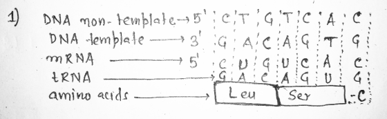DNA mon. temblale-75: CT DNA temblale ----*3G: A - MRNA 5 :CUGU CIA i ei URNA GA:CA GENG amino acids - → Leu Ter ...