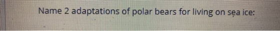 Name 2 adaptations of polar bears for living on sea ice: