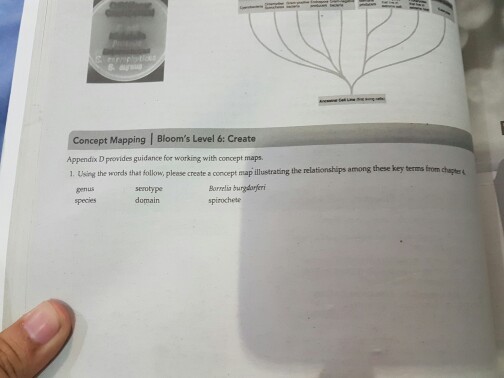 Concept Mapping l Bloom's Level 6: Create Appendix