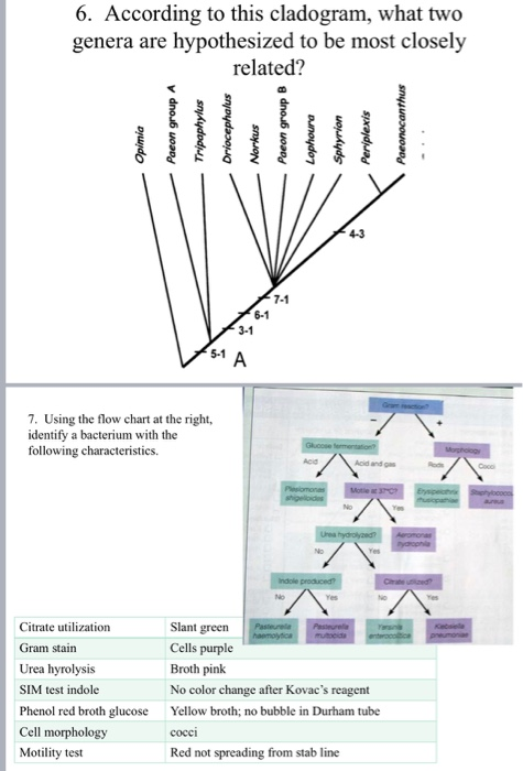 6. According to this cladogram, what two genera are hypothesized to be most closely related? 4-3 7-1 6-1 3-1 5-1 A 7. Using t