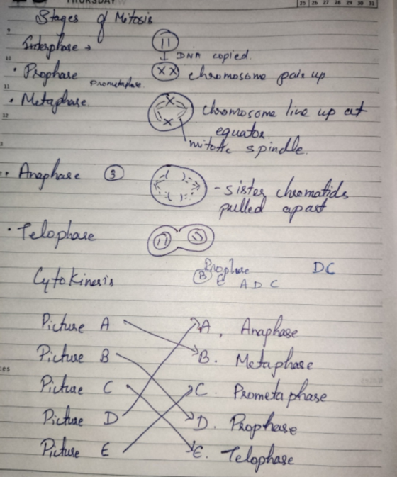 THURSDAY 25 26 27 28 29 30 31 - Stages & Mitosis 10 I DNA copied. Prophare prontal (7) chromosome pair up Metaphase chromosom