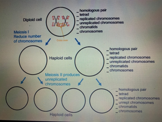 Diploid cell IIIIII homologous pair tetrad replicated chromosomes unreplicated chromosomes chromatids chromosomes Meiosis 1 R