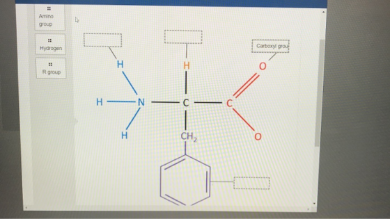 :: Amino group Hydrogen Carboxyl groue H H Rgroup H NC C H CH
