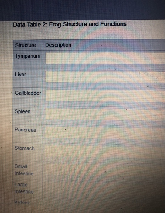 Data Table 2: Frog Structure and Functions Structure Description Tympanum Liver Gallbladder Spleen Pancreas Stomach Small Int