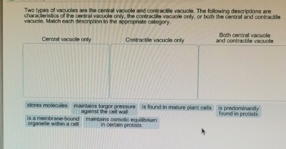 Twa types of vacuoles are the central vacuole and contractile vacuole. The following descriptions are characteristics of the central vacuole only, the contractile vacuole only, or both the central and contractile vacuole. Match each description to the appropriate category Central vacuole only Contractile vacuole only Both central vacuole and contractile vacuole es molecules mairtains turgor pressure is found in mature plant cells is predominantly found in protists against the cell wall is a membrane-bound organelle within a cel maintains osmotic equilibrium in certain protists