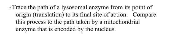 • Trace the path of a lysosomal enzyme from its point of origin (translation) to its final site of action. Compare this proce
