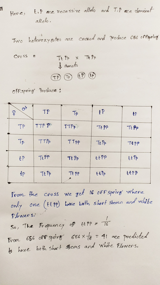 Here, and Tip are domenat t,p are recessive allels allel. Two heterozygotes are crossed and proceece 656 offspring cross a TE