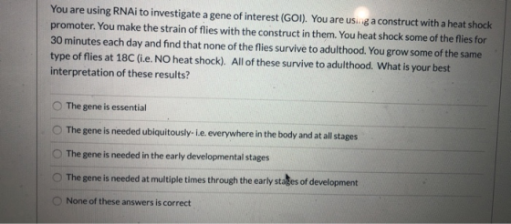 You are using RNAi to investigate a gene of interest (GOI). You are using a construct with a heat shock promoter. You make th