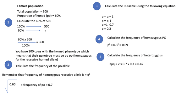 Calculate the PO allele using the following equation Female population Total population = 500 Proportion of honed (po) = 60%