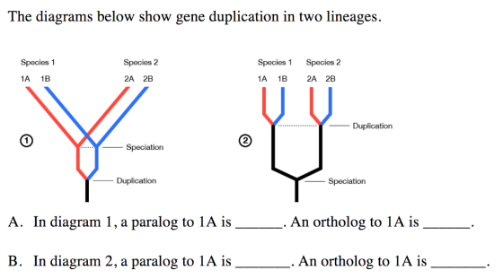The diagrams below show gene duplication in two lineages. Species 1 Species 2 Species 1 Species 2 1A 1B 2A 2B 1A 1B 2A 2B -Duplication 2 Speciation Duplication Speciation A. In diagram 1, a paralog to 1A is An ortholog to 1A is B. In diagram 2, a paralog to 1A is An ortholog to 1A is