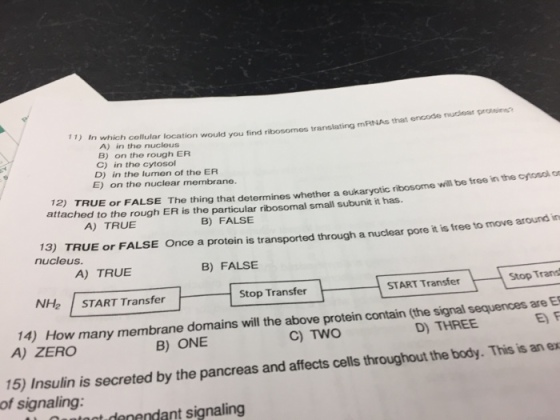 of Insulin many on the lumen of membrane. determin