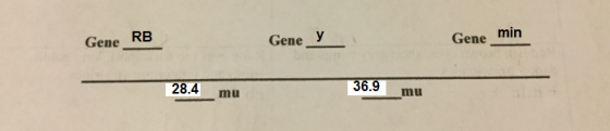 Gene Gene min Gene RB 28.4 mu 36.9 mu