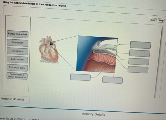 Drag the appropriate labels to their respective targets. Reset Help Fibrous pericardium Epicardium Myocardium Endocardium Per