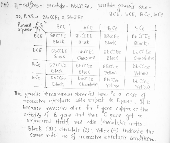 are- Black B Ce (15) P2 - selfing - genotype - Bb CC Ee, possible gamets BCE, bCE, Ble, ble 50, P, XPBb CC Ee X Bb CC Ee. Pun