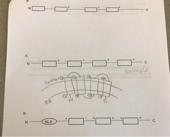 example Cytosalon of E N—(NLS DOO
