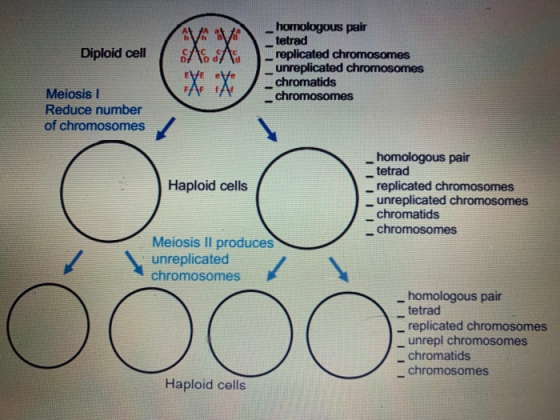 Diploid cell - homologous pair tetrad _replicated chromosomes _ unreplicated chromosomes chromatids chromosomes A Meiosis 1 R