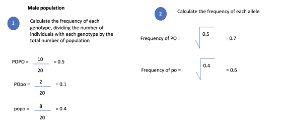 Male population Calculate the frequency of each allele 2 Calculate the frequency of each genotype, dividing the number of ind