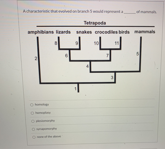 A characteristic that evolved on branch 5 would represent a of mammals. Tetrapoda amphibians lizards snakes crocodiles birds