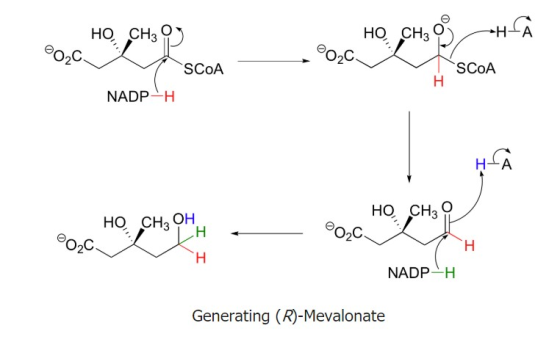 HO CH3O °020 HO CH₃ 0 H 2020- SCOA ☆ SCOA NADP-H HO, CH3O но сн. Она / °ИН 10 LH Ⓡozc. бо,с NADP-H Generating (R)-Mevalonate