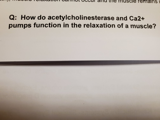 uluNUIT LULUI UCCui allu le muscle remains Q: How do acetylcholinesterase and Ca2+ pumps function in the relaxation of a musc