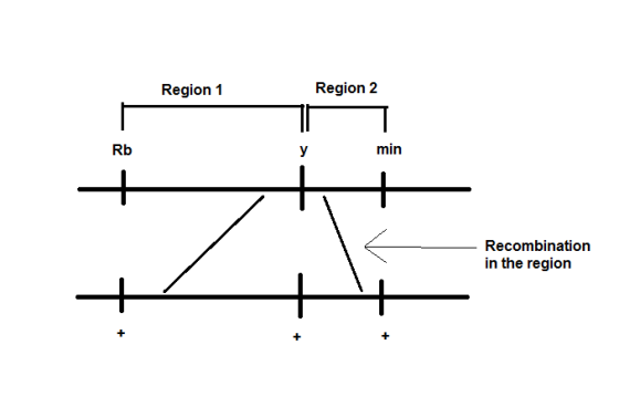 Region 1 Region 2 Rb min Recombination in the region