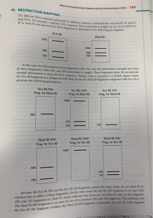 tion Endonuclease Digestion and Gel Electrophoresis of DNA 185 VI. RESTRICTION MAPPING The different DNA fragments generated