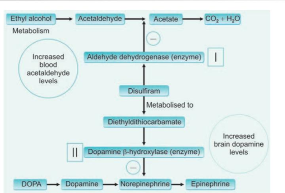 Acetaldehyde Acetate CO2 + H2O Ethyl alcohol Metabolism Aldehyde dehydrogenase (enzyme) Increased blood acetaldehyde levels D