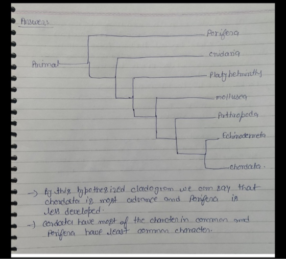 Answens -Porifera cnidana Animal Platyhelminthy mollweg Arthropoda Echinodermeta -Chordata - By this hypothefized clado grom
