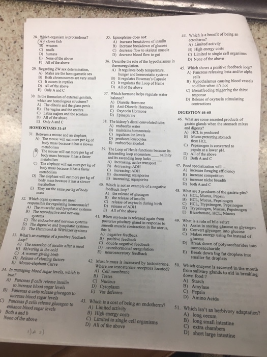 44. Which is a benefit of being an 28. 35. Epinephrine does not: A) increase breakdown of insulin B) increase breakdown of glacose C) decrease flow to skeletal muscle D) decrease blood flow to gut A) Limited activity B) High energy costs C) Limited to single cell organism D) None of the above E) None of the above P) All of the above 36. Describe the role of the hypothalamus in 45. Which shows a positive feedback loop? 29. Regarding ZW sex determination, A) It regulates body temperature, A) Pancreas releasing beta and or alpha A) Males are the homogametie sex B) Both chromosomes are very small D) All of the above E) Only A and C B) It regalates Bowmans Capsale C) cells B) Hypothalamus causing blood vessels It regulases the Loop of Henle All of the above to dilate when its hot C) Breastfeeding triggering the thirst D) 7 Which hormone helps regulate water 30. In the formation of external genitals balance? D) Release of oxytocin stimulating A) The clitoris and the glans penis B) The vagina and the urethra C) majora and the scream D) All of the above E) Oaly A and C C) Oxytocin Hormone DIGESTION 46-60 46 What are some secreted products of 38. The kidneys distal convoluted tube gastrie glands when the stomach mixes HOMEOSTASIS 31-4S B) C) regulates ion levels 1 Between a mouse and an elephant, A) The mouse will eat more per kg of C) Pepsinogen is converted to body mass because it has a slower The mouse will eat more per kg of 39. The Loop of Henle functions because its pH. All of the above D) E) Both A and C 47. Food specialization will body mass becasse it has a faster body mass because it has a faster body mass because it has a slowerWhich is not an example of a negative48. What are 3 products of and its ascending loop lacks C) The elephant will eat more per kg of D) The elephant will eat more per kg of E) They eat the same per kg of body B) decreasing; ADH C) A) increase foraging efficiency E) increasing aquaporins C) increase niche breadth D) both A and C B) the release of insulin ) release of oxytocin during birth A) HCL, Mucus, Pepsin B) HCL, Mucus, Pepsinogen C) HCL. Trypsinogen, Pepsinogen D) Trypsinogen, Mucus, Pepsinogen 32. Which organ systems are most A) The muscular and lymphacke systemsE) All of the above 1 When oxytocia is released again from 49. What is a role of bile salts? systems C) The endocrine and nervous systems D) The digestive and bymphatie systems E) The Hammond & Würlitzer systems posterior pitaitary gland in response to smooth mascle contraction in the uterus, A) Assist in storing glucose as glycogen C) Makes energy using fat instead of 33. Whats an example of』positive feedback A) negative feedback glucose B) positive feedback c) double negative feedback D) neurohormonal reregulation D) Break down of polysaccharides into A) The secretion of insulin after a meal B) Shivering in the cold E) Break down big fat droplets into smaller fat droplets from salivary glands to aid in breaking A) D) Release of clotting factors 42. Muscle mass is increased by testosterone. Where are testosterone receptors located? 50. Which enzyme is secreted in the mouth 34. In managing blood sugar levels, which is )Cell mem A) B) C) Pancreas β cells release insulin to increase blood sugar levels Pancreas α cells release glucagon to increase blood sugar levels Pancreas β cells release glucagon to C) D) Which isnt an herbivory adaptation? Which is a cost of being an endotherm? A) Limited activity B) High energy costs C) Limited to single cell organisms 43. 51. enhance blood sugar levels cecum None of the above B) long small intestine D) All of the above